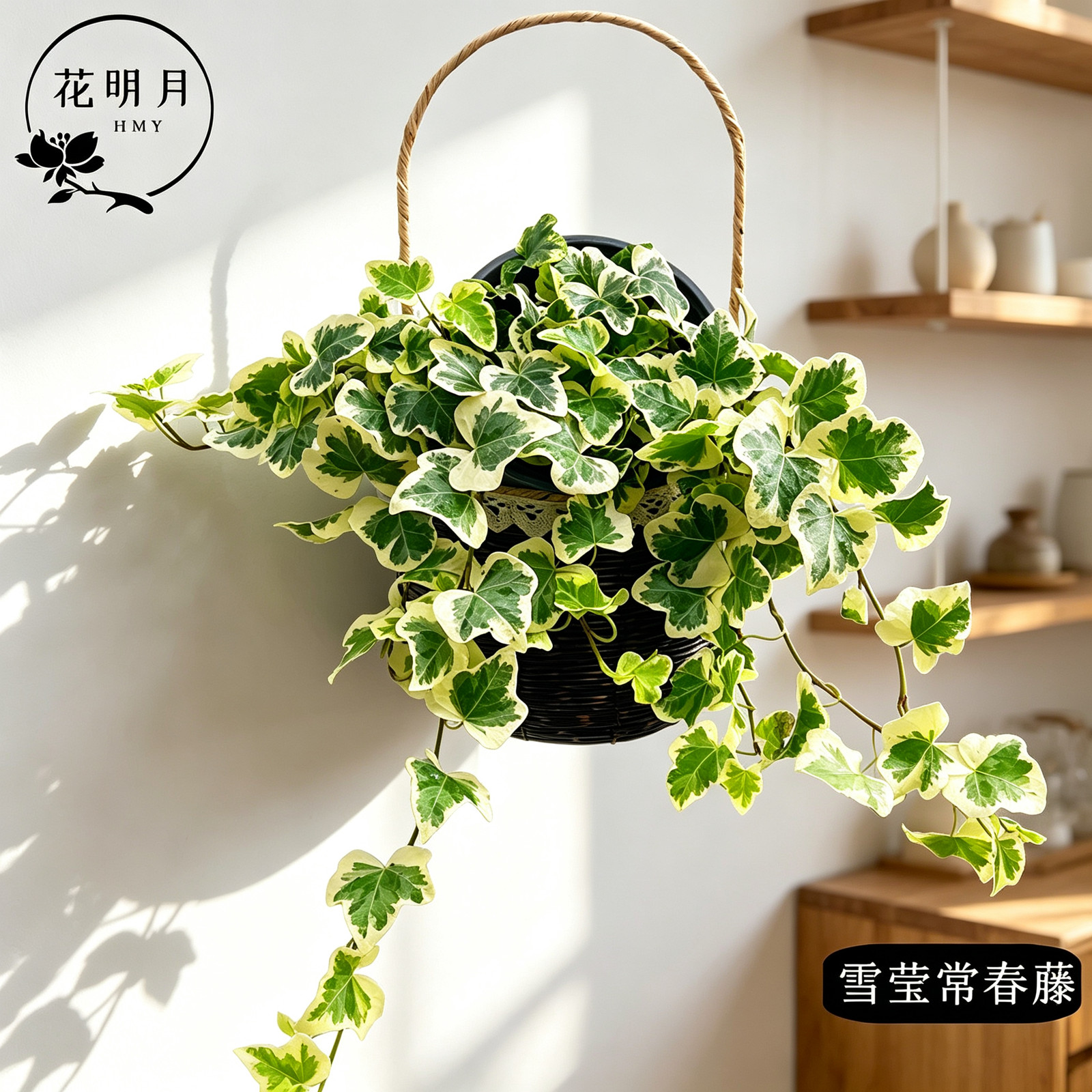 雪莹常春藤吊兰花苗盆栽绿植白银边垂吊植物室内品种阳台观叶客厅