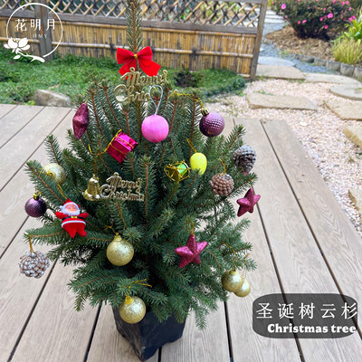 真的圣诞树活的圣诞树云杉诺贝松