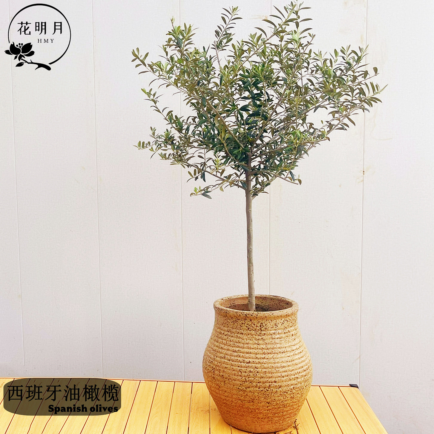西班牙油橄榄树苗盆景盆栽棒棒糖室内阳台庭院造型大型绿植