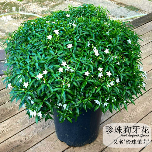 正宗珍珠狗牙花苗盆栽带花苞发货