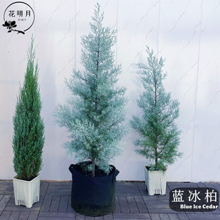 蓝冰柏树苗盆栽多年生耐寒活的圣诞树庭院阳台蓝灰叶蓝色花镜植物
