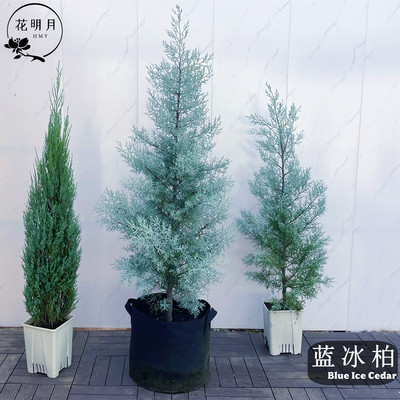 花明月蓝冰柏树苗色天堂侧圣诞树