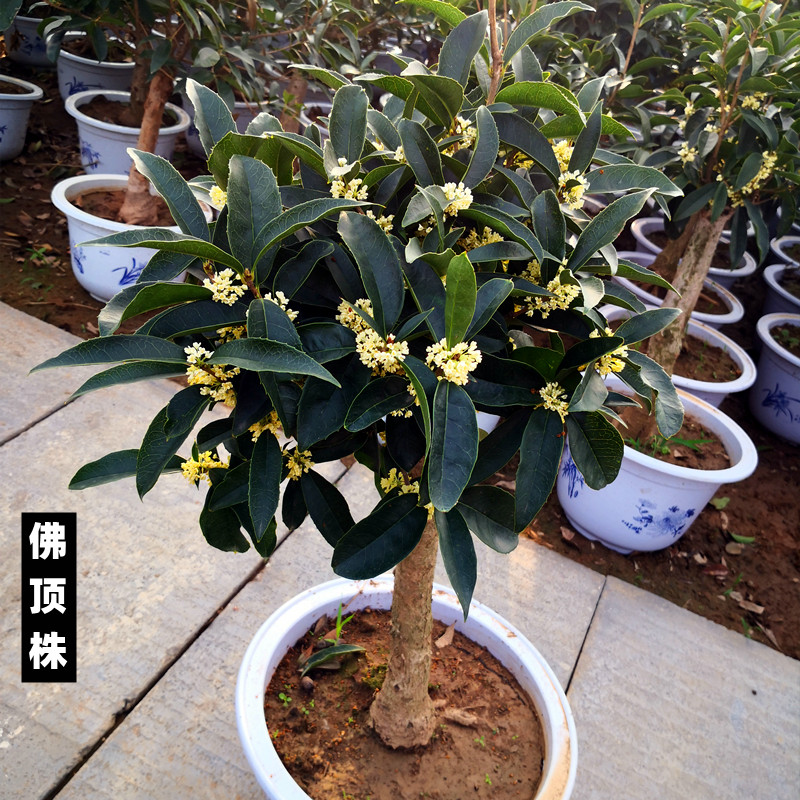 天香台阁桂花盆栽树苗流苏嫁接日香桂佛顶株矮化桩景香浓四季开花