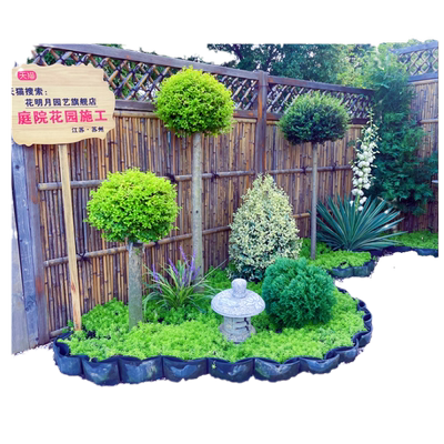 亮晶女贞花园搭配设计庭院别墅