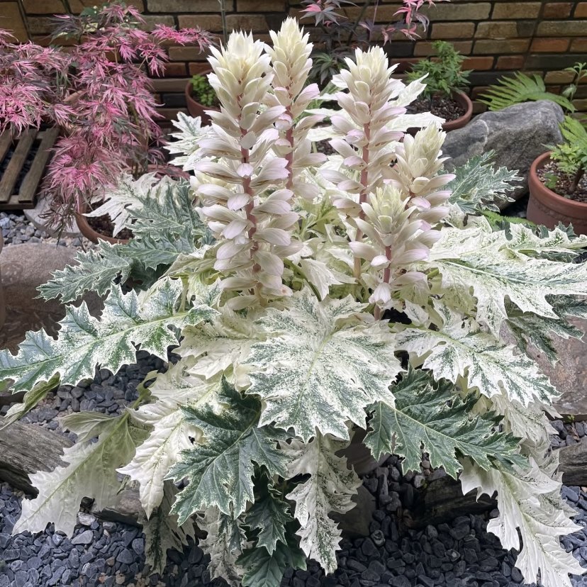 春锦花叶茛力白浪多年生宿