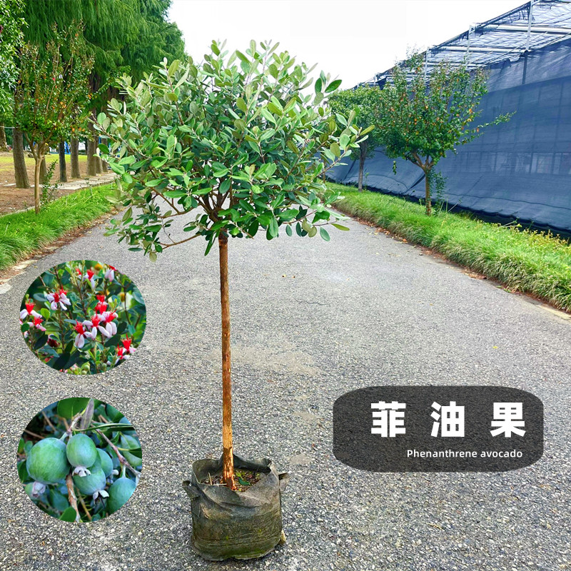 花明月菲油果盆栽树苗