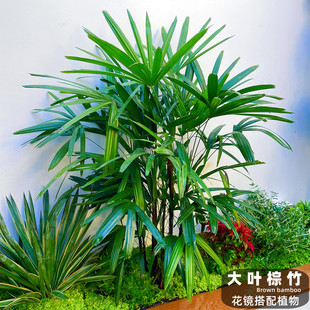 小叶金山棕竹大叶棕竹盆栽大型室内竹子耐寒观叶绿植花镜搭配植物