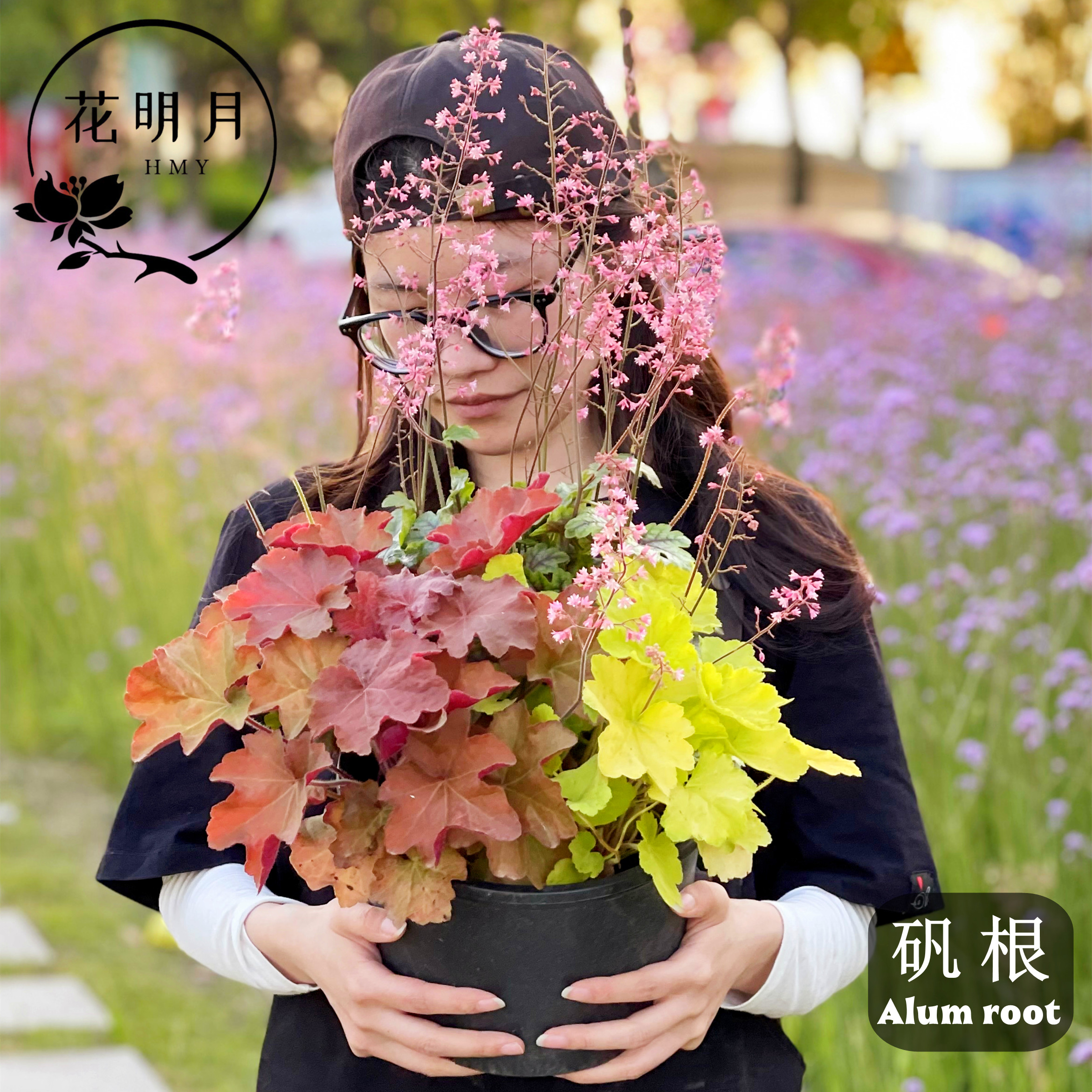 矾根花苗大苗盆栽原盆原土发货