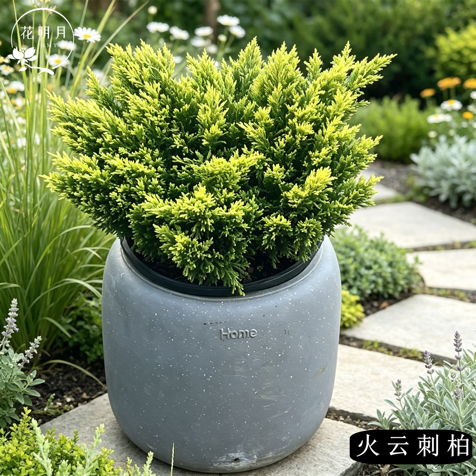 火云刺柏针叶树铺地柏耐寒耐旱变色庭院露台绿植平圆花园花镜植物