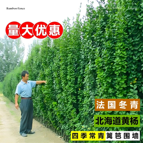 冬青树苗大叶北海道黄杨法国