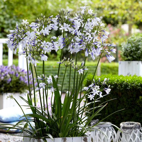 花明月百子莲盆栽耐热花镜植物