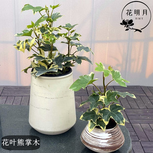 花叶熊掌木盆栽常春藤花苗室内阳台花园耐阴耐寒绿植花卉爬藤植物