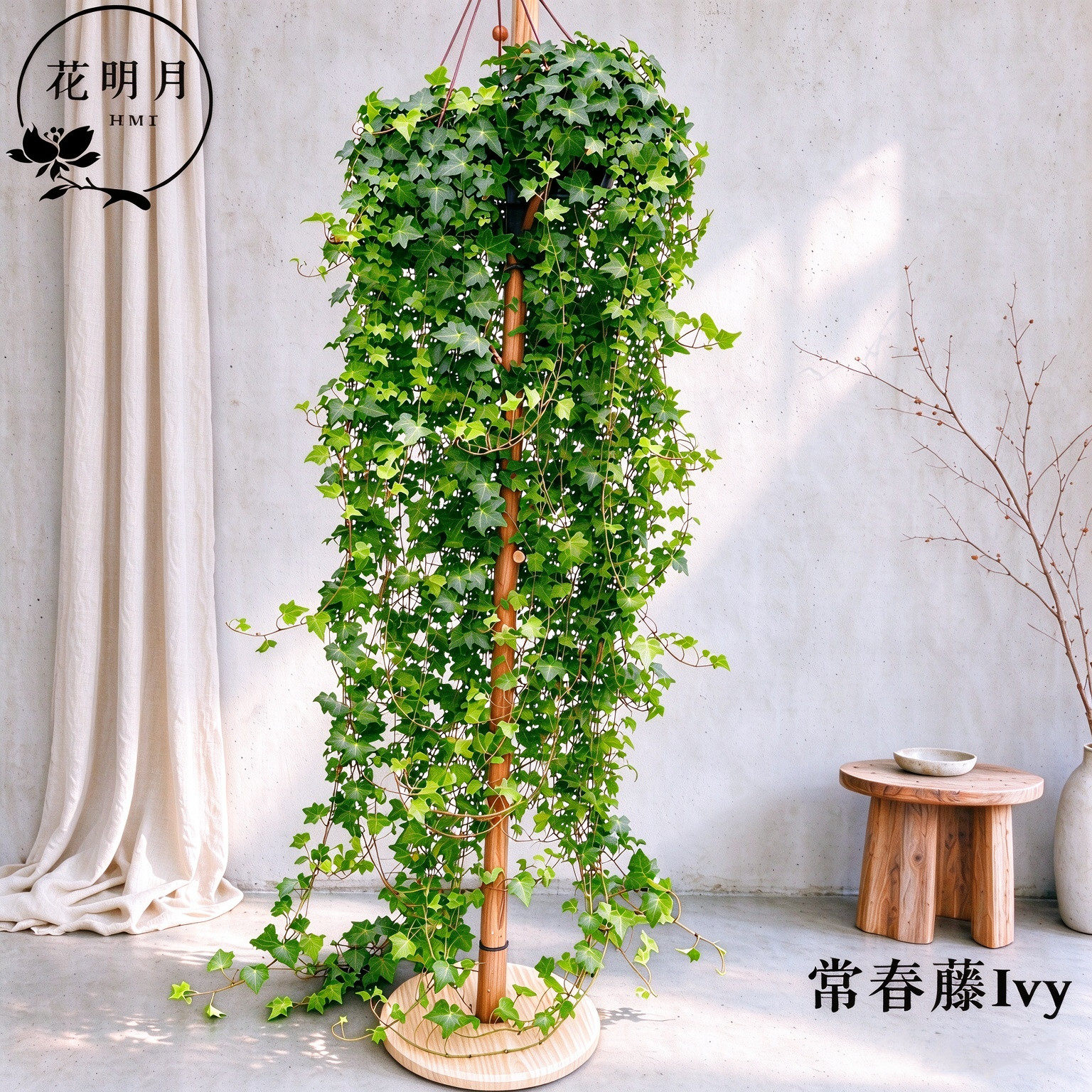 常春藤盆栽好养植物室内垂吊兰长春水培爬藤青叶花叶雪莹绿植花园