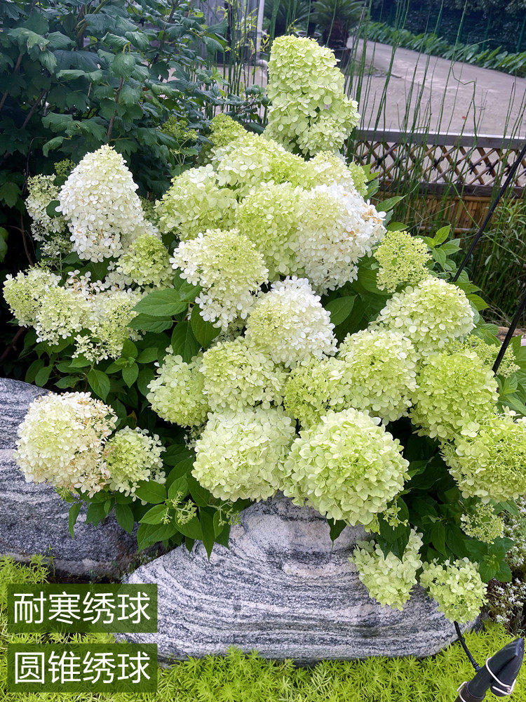圆锥绣球棒棒糖香草草莓耐晒耐寒木绣球树苗植物花卉盆栽花镜植物