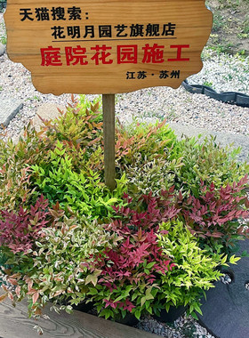 红宝石南天竹盆栽秋色暮光之城花叶苗火焰湾流青柠檬耐寒花镜植物