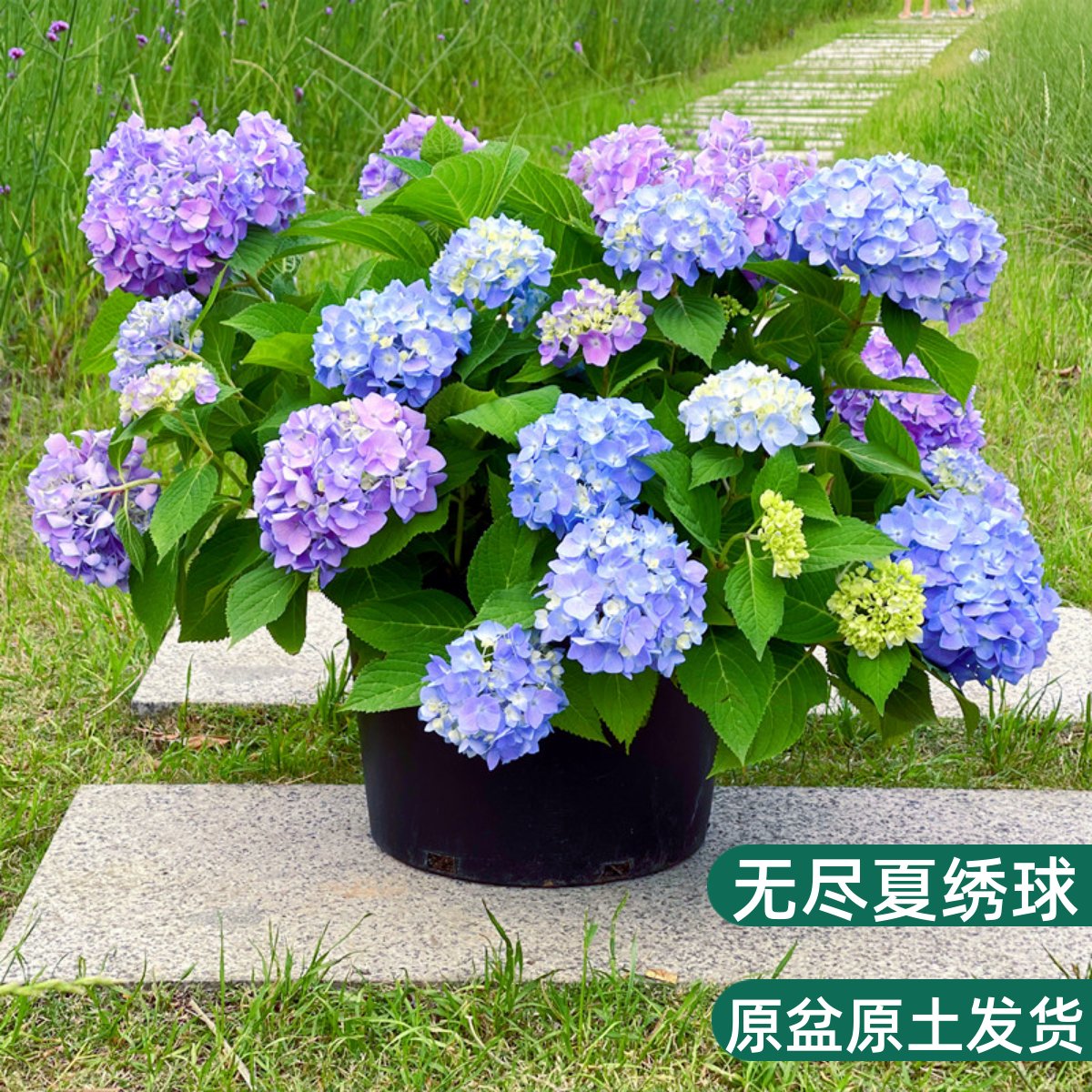 无尽夏绣球花苗带花苞四季开花绣球花大苗加仑盆栽庭院卉室内植物