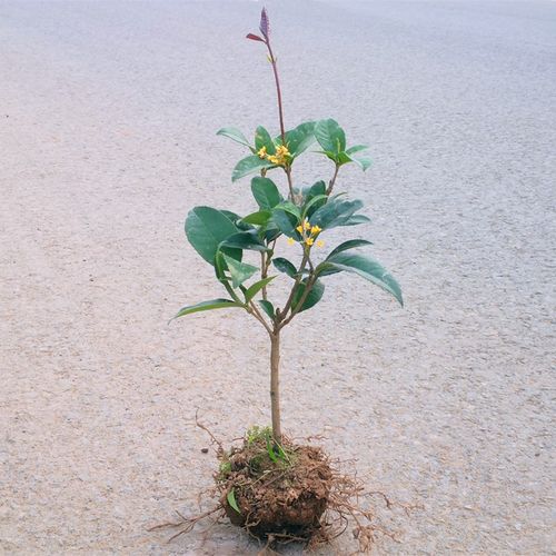四季桂花树苗浓香八月黄花日香