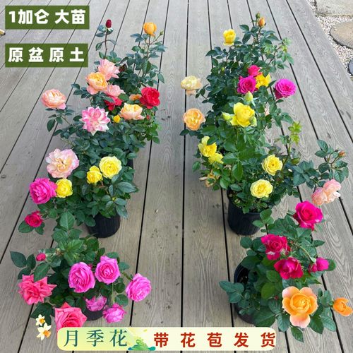 玫瑰月季花苗带花苞发货