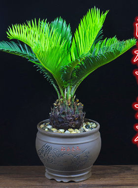 冲量促销好养净化空气招财绿植物