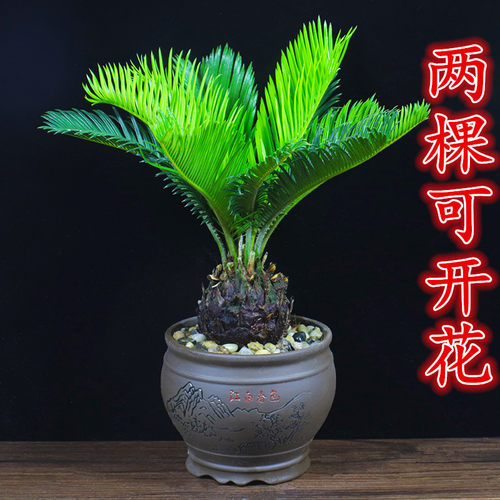 冲量促销好养净化空气招财绿植物