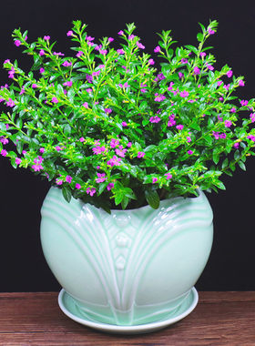 满天星阳台桌面绿植好养带花花卉