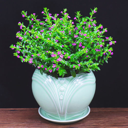 满天星阳台桌面绿植好养带花花卉