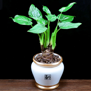 滴水观音盆栽千手观音水培植物室内花卉客厅净化空气好养桌面绿植