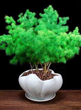 蓬莱松盆栽生肖猴招财植物办公室内花卉阳台四季常青盆景桌面绿植