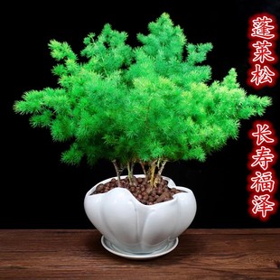 蓬莱松盆栽生肖猴招财植物办公室内花卉阳台四季常青盆景桌面绿植