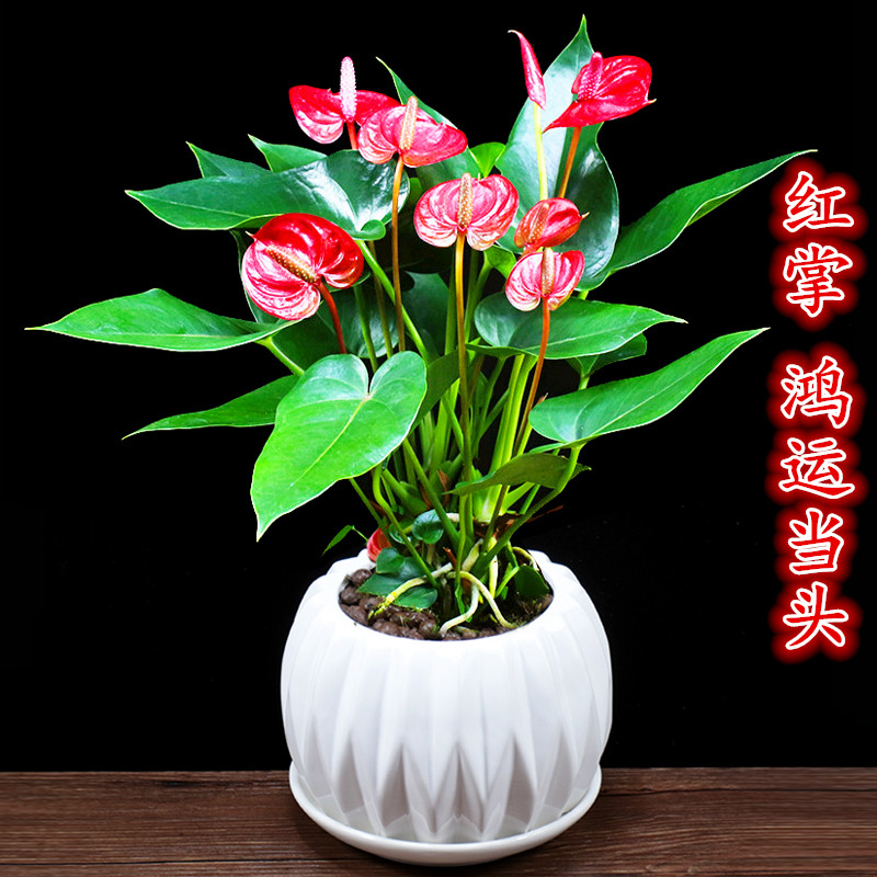 红掌鸿运当头冲量促销室内外客厅