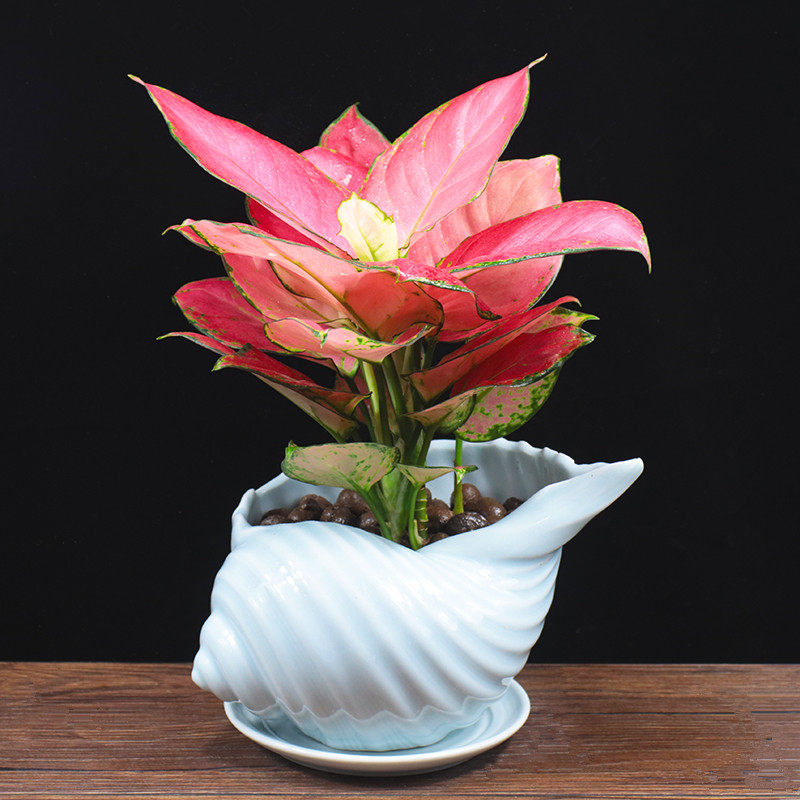 吉利红如意皇后盆栽植物办公室内花卉客厅净化空气吸甲醛桌面绿植