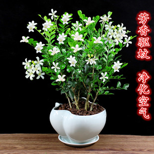 九里香盆栽室内驱蚊植物七里香树苗阳台浓香花卉四季 开花好养绿植