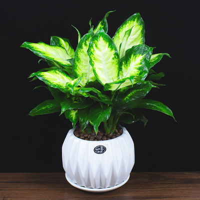 盆栽室内植物客厅万年青净化空气