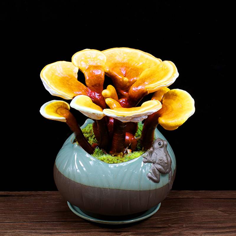 灵芝盆景观赏摆件盆栽办公室内好养植物客厅招财开业送礼桌面绿植