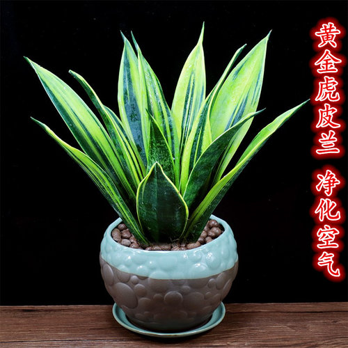 客厅室内植物虎皮兰好养桌面绿植