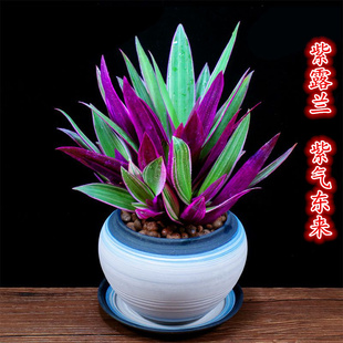 紫露兰盆栽吊兰办公室内花好养植物四季常青客厅净化空气桌面绿植
