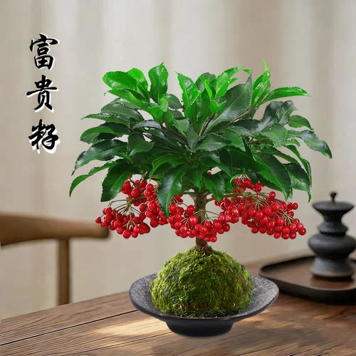富贵籽水培盆栽苔藓球招财好养花