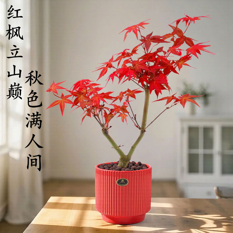 红枫盆栽树苗办公室内花卉绿植