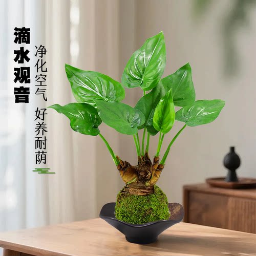 滴水观音盆栽办公室内水培绿植物