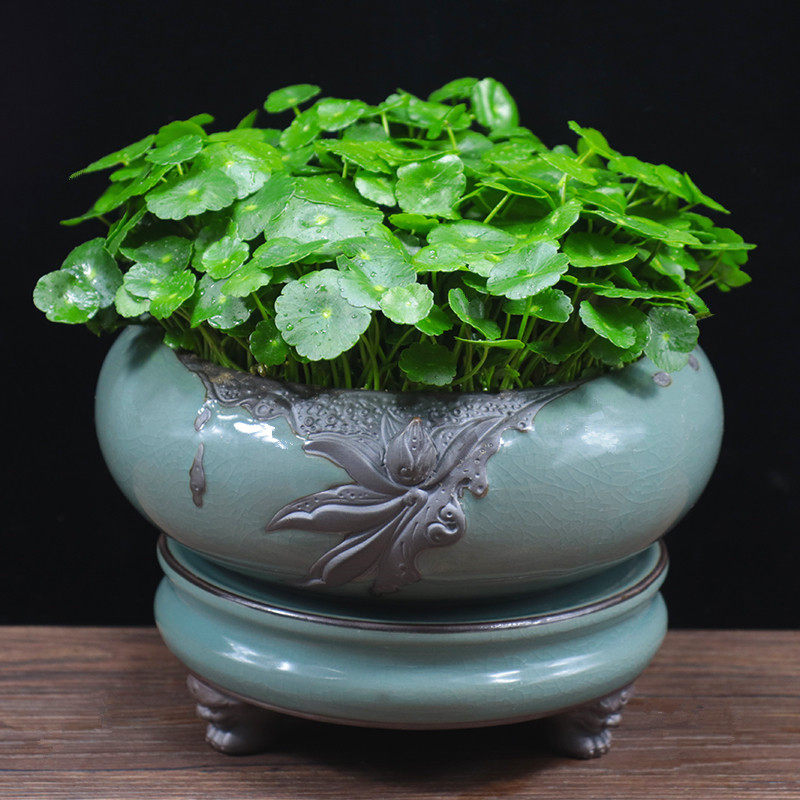 铜钱草盆栽金钱草水培植物办公室内招财吸甲醛花卉桌面水养小绿植