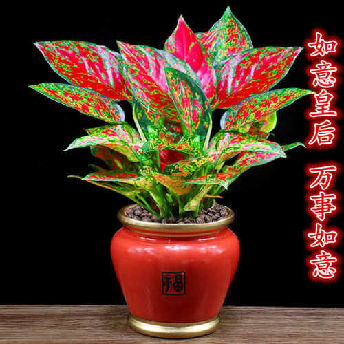 四季常青净化空气如意皇后客厅