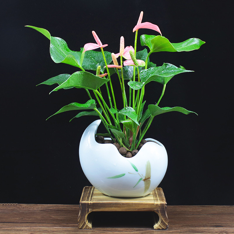 红粉掌盆栽花卉一帆风顺四季开花办公室内花客厅好养植物桌面绿植