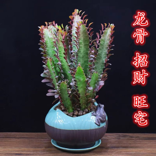 绿植好养仙人掌招财净化空气龙骨