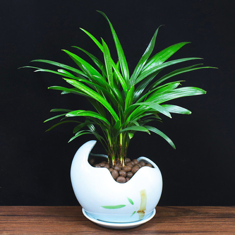 棕竹盆栽观赏观音竹子四季常青室内招财好养植物净化空气桌面绿植