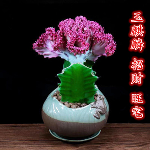 玉麒麟盆栽办公室内外仙人掌客厅招财好养植物阳台防辐射桌面绿植