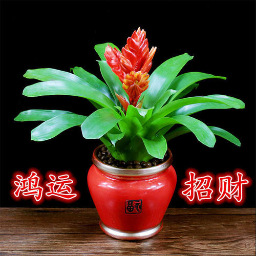 招财净化空气好养植物鸿运当头