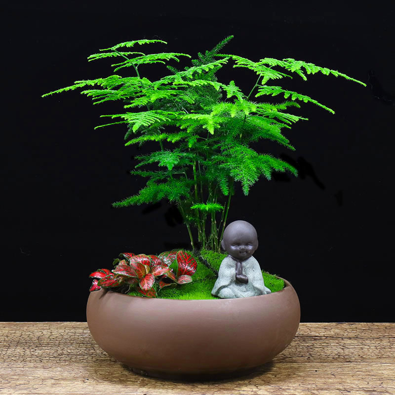 文竹盆栽植物凈化空氣花卉四季常青吸甲醛桌面小綠植辦公室內盆景