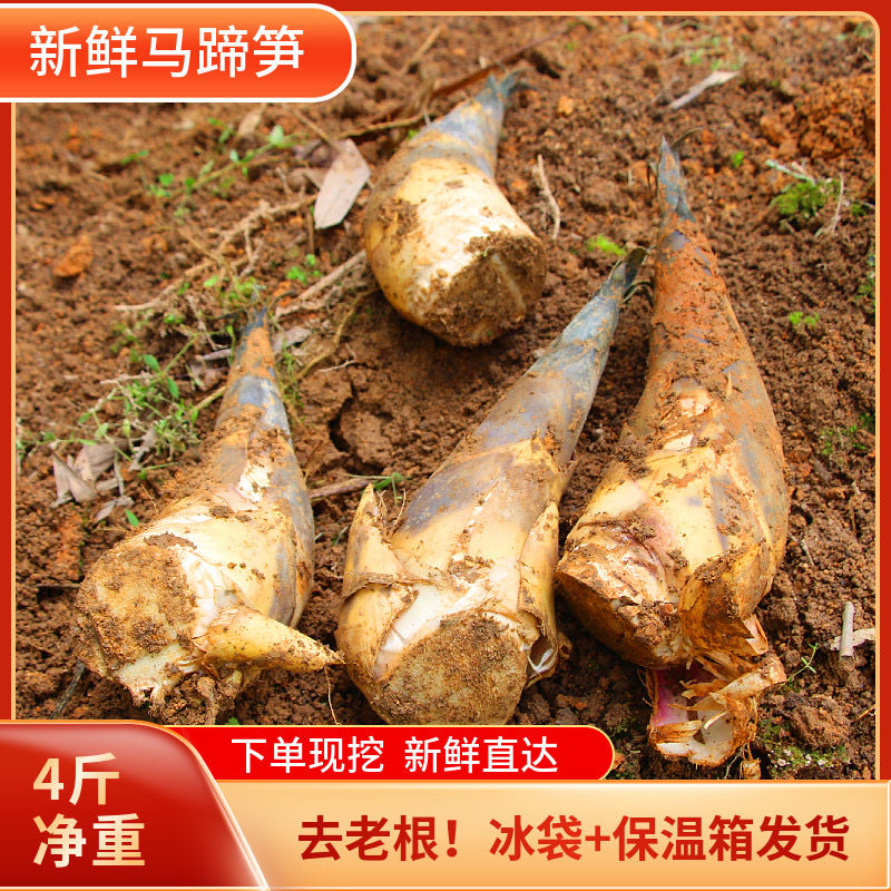 福建现挖新鲜绿笋马蹄笋春夏笋竹笋黄泥笋尖甜笋油焖笋野生蔬菜4