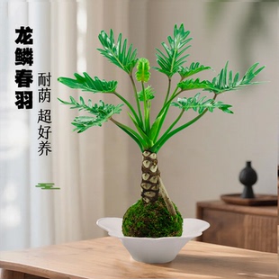 常青桌面绿植 龙鳞春羽盆栽苔藓球办公室内外好养水培植物客厅四季