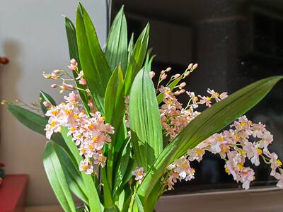 直播专用间链接